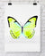 Butterfly in Green - "Papillon Verte" - Driftwood Interiors