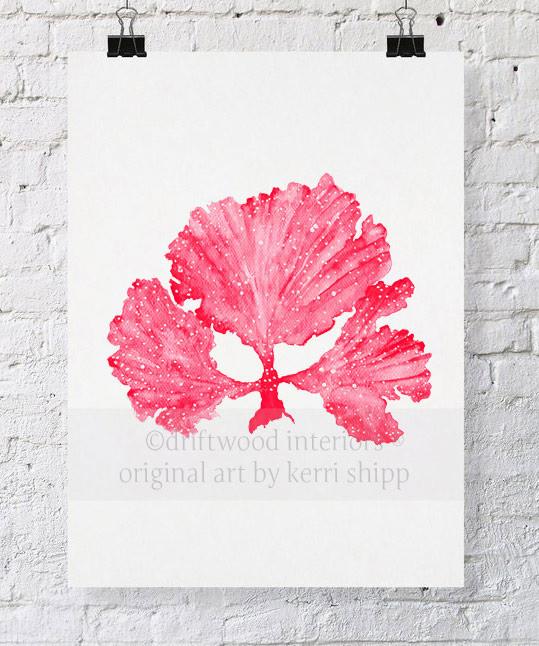 Wall Art Prints | Coral Artwork & Posters | Driftwood Interiors Australia