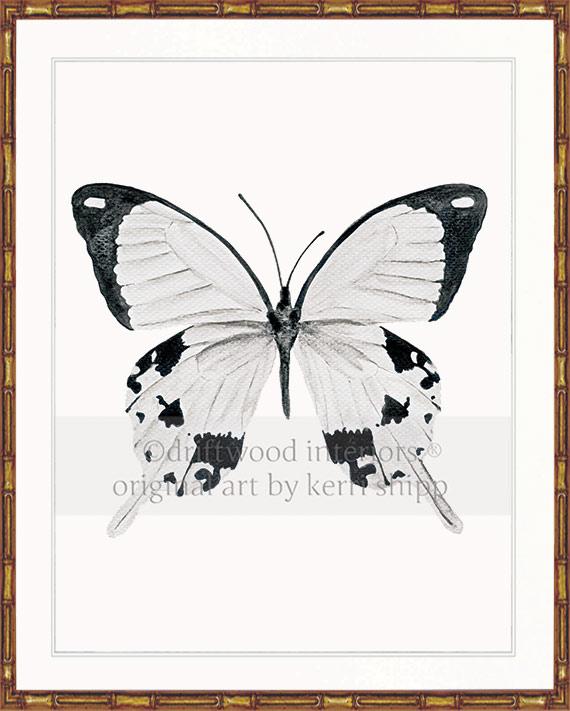 Butterfly in Black and White - "The Monarchist"