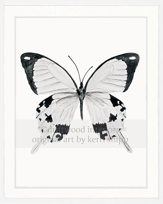Butterfly in Black and White - "The Monarchist"