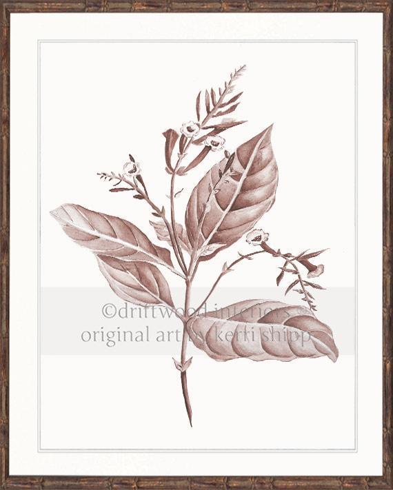 Botanical Wall Art Print - Botanical Study I in Blush - Driftwood Interiors
