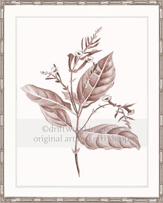 Botanical Wall Art Print - Botanical Study I in Blush - Driftwood Interiors