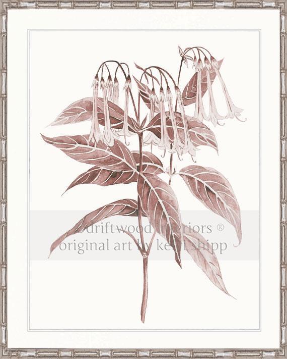 Botanical Wall Art Print - Botanical Study II in Blush Pink - Driftwood Interiors