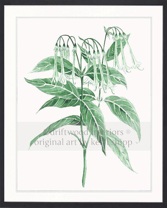 Botanical Wall Art Print - Botanical Study II in Green - Driftwood Interiors
