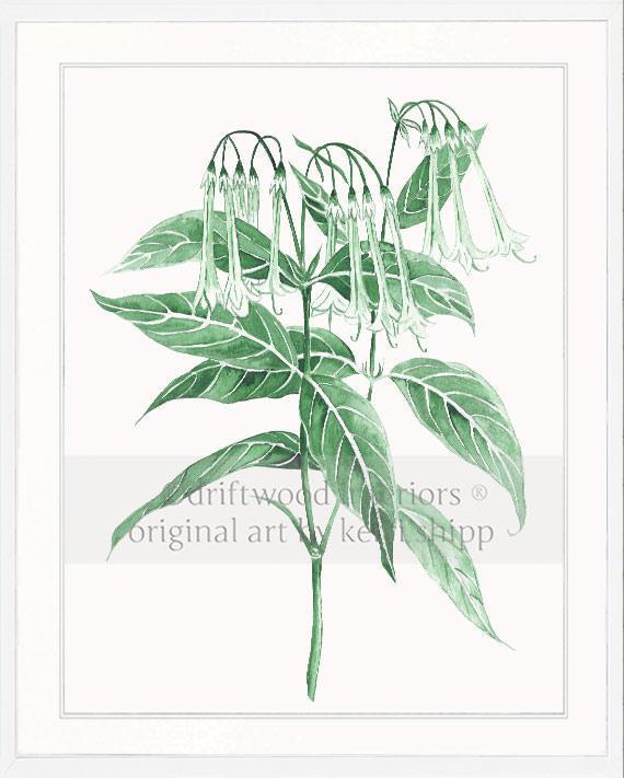 Botanical Wall Art Print - Botanical Study II in Green - Driftwood Interiors