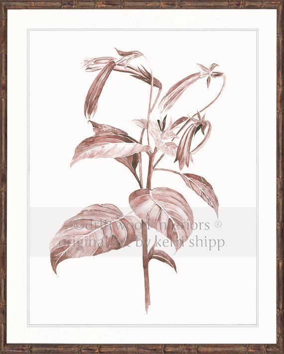 Botanical Wall Art Print - Botanical Study III in Blush Pink - Driftwood Interiors