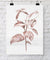 Botanical Wall Art Print - Botanical Study III in Blush Pink - Driftwood Interiors