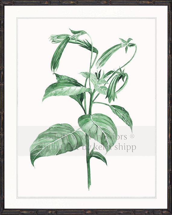 Botanical Wall Art Print - Botanical Study III in Green - Driftwood Interiors