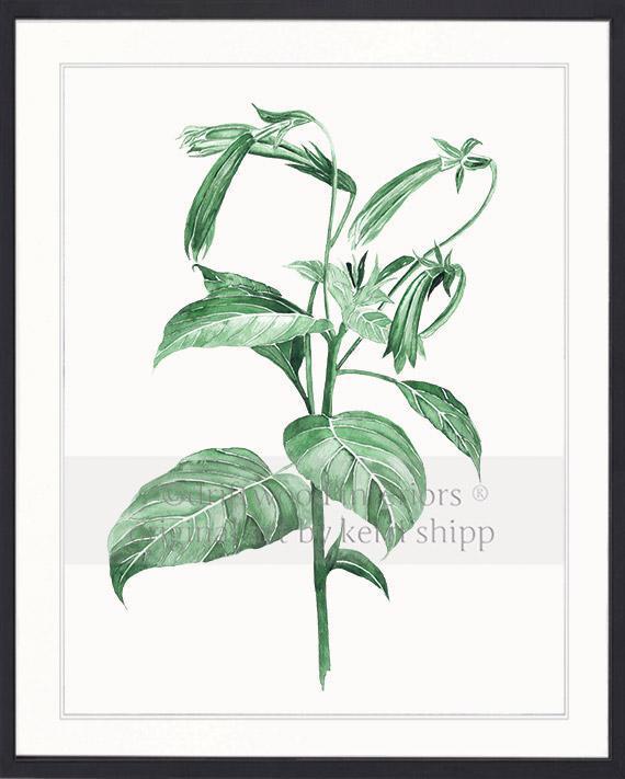 Botanical Wall Art Print - Botanical Study III in Green - Driftwood Interiors