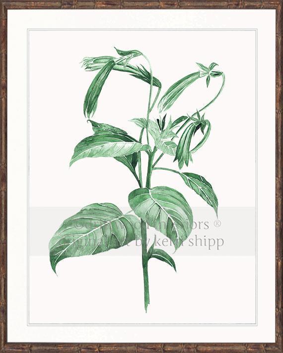 Botanical Wall Art Print - Botanical Study III in Green - Driftwood Interiors