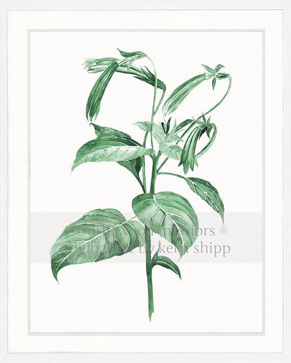 Botanical Wall Art Print - Botanical Study III in Green - Driftwood Interiors