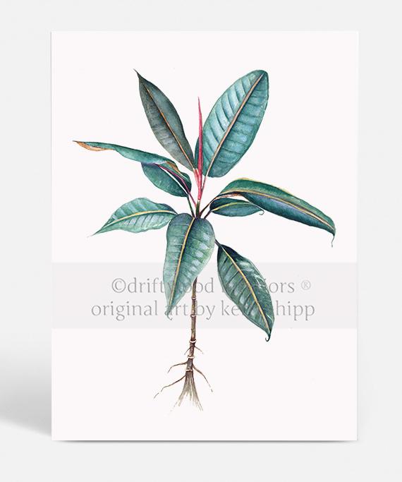 Botanical Wall Art Print - Moreton Bay Fig I - Driftwood Interiors