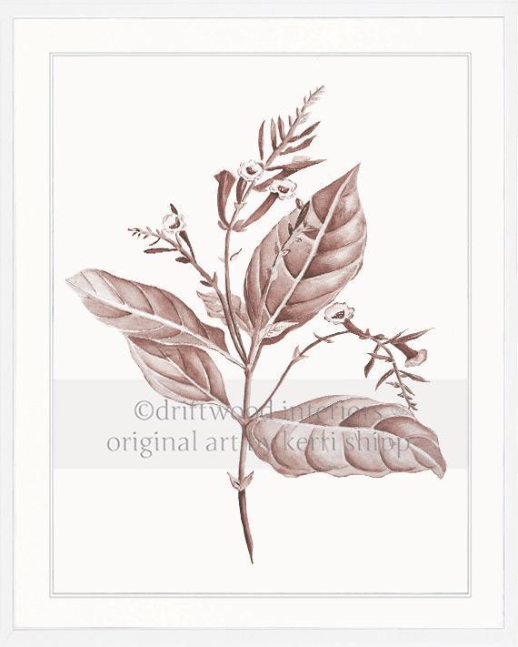 Botanical Wall Art Print - Botanical Study I in Blush - Driftwood Interiors