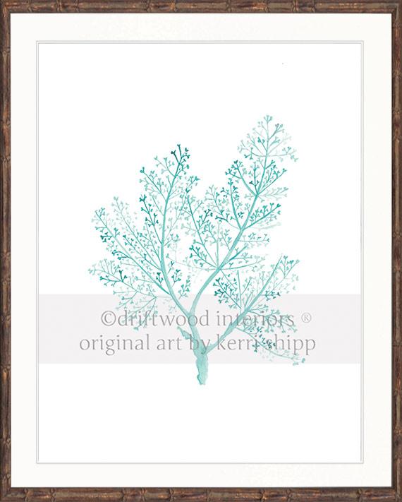 Sea Fern in Woodlawn