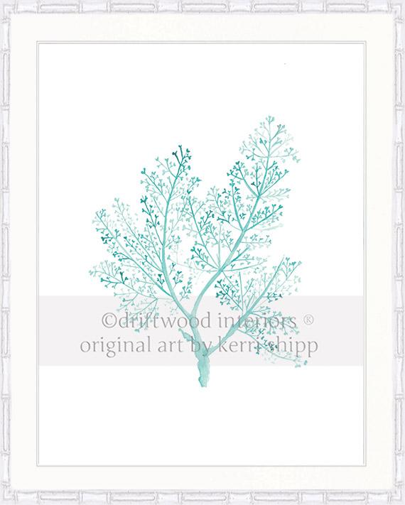 Sea Fern in Woodlawn