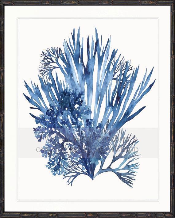 Coral Wall Art Print - Seaweed Collage III in Blue - Driftwood Interiors