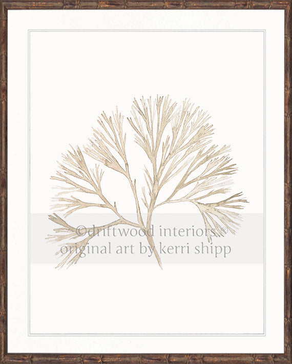 Coral Wall Art Print - Tree Coral Artwork In Natural in brown bamboo frame Driftwood Interiors