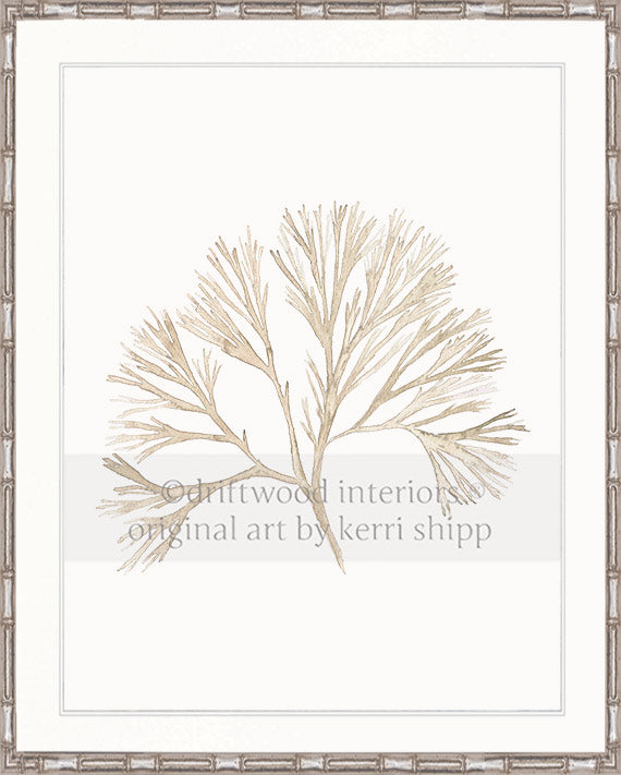 Coral Wall Art Print - Tree Coral Artwork In Natural in silver bamboo frame Driftwood Interiors