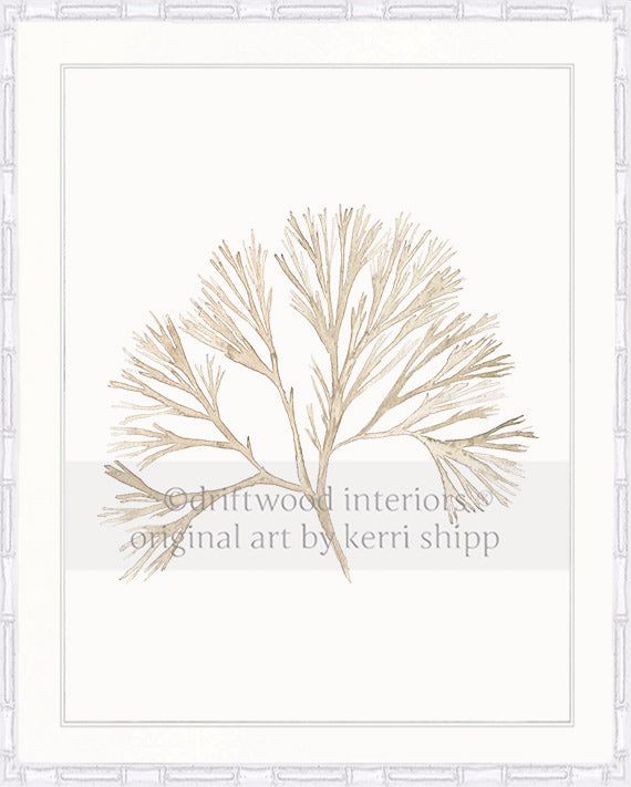 Coral Wall Art Print - Tree Coral Artwork In Natural in white bamboo frame Driftwood Interiors