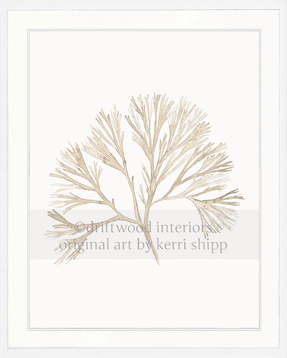 Coral Wall Art Print - Tree Coral Artwork In Natural in white timber frame Driftwood Interiors