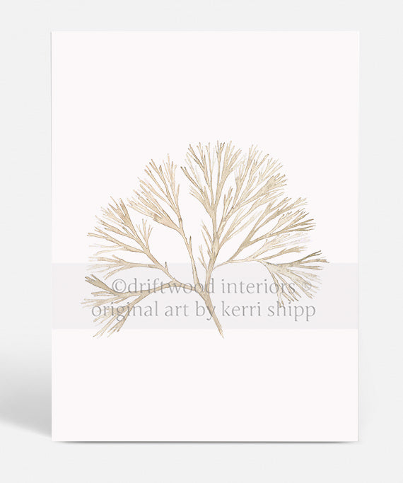 Coral Wall Art Print - Nature Wall Art of coral in neutral colours by Driftwood Interiors