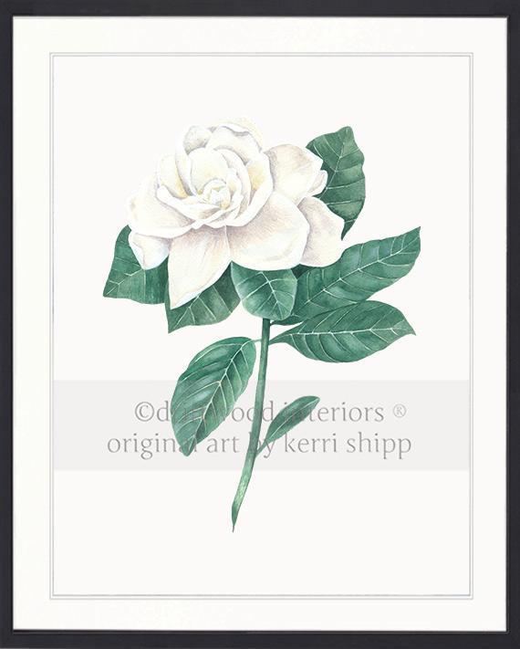Wall art print - Gardenia Flower Print white background in black timber frame Driftwood Interiors