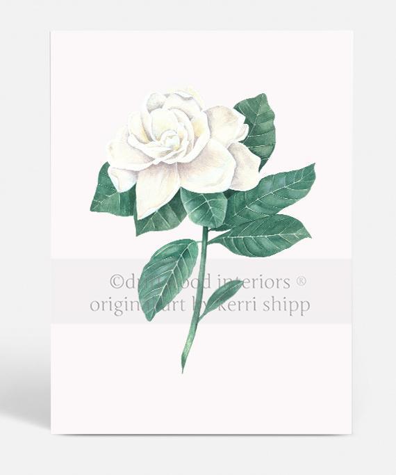 Gardenia Flower Print on white background by Kerri Shipp - Driftwood Interiors