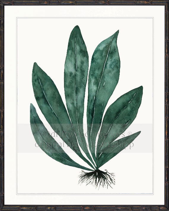Tropical Leaf Print - Eden Foliage I in Dark Green