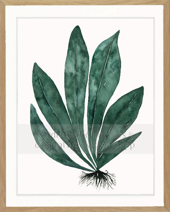 Tropical Leaf Print - Eden Foliage I in Dark Green