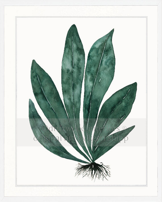 Tropical Leaf Print - Eden Foliage I in Dark Green