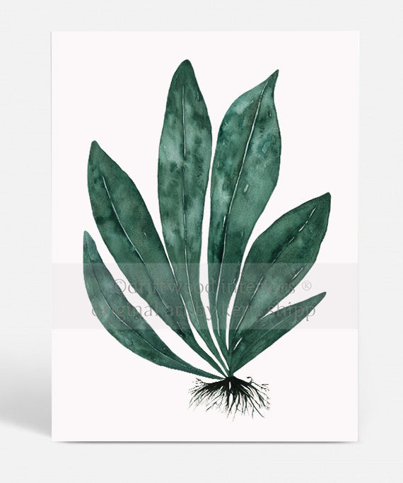 Tropical Leaf Print - Eden Foliage I in Dark Green
