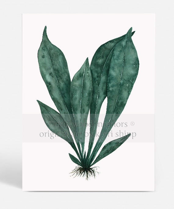 Wall art print of green tropical leaves by Kerri Shipp for Driftwood Interiors