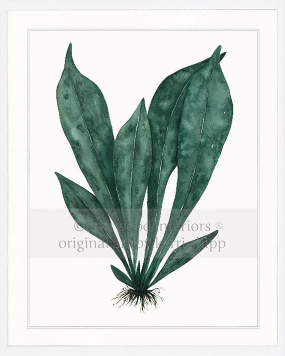 Wall art print of green tropical leaves in white timber frame Kerri Shipp Driftwood Interiors