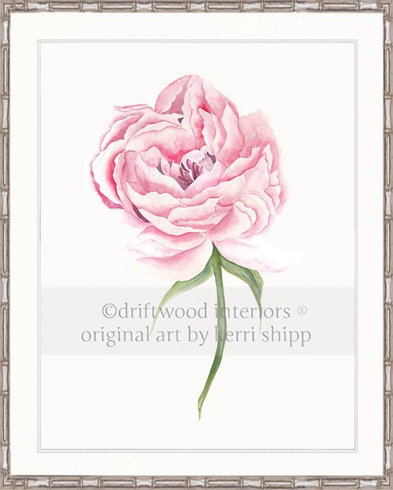 Pink Peony Flower Wall Art Print in Silver Bamboo Frame - Driftwood Interiors