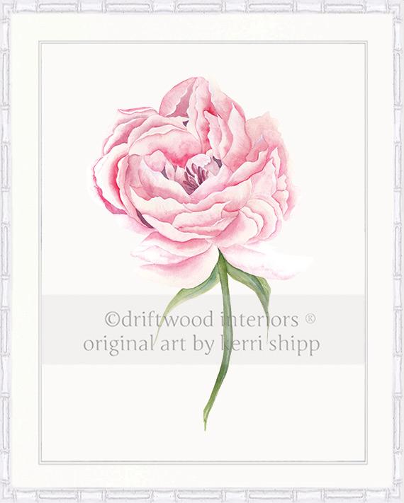 Pink Peony Flower Wall Art Print in White Bamboo Frame - Driftwood Interiors