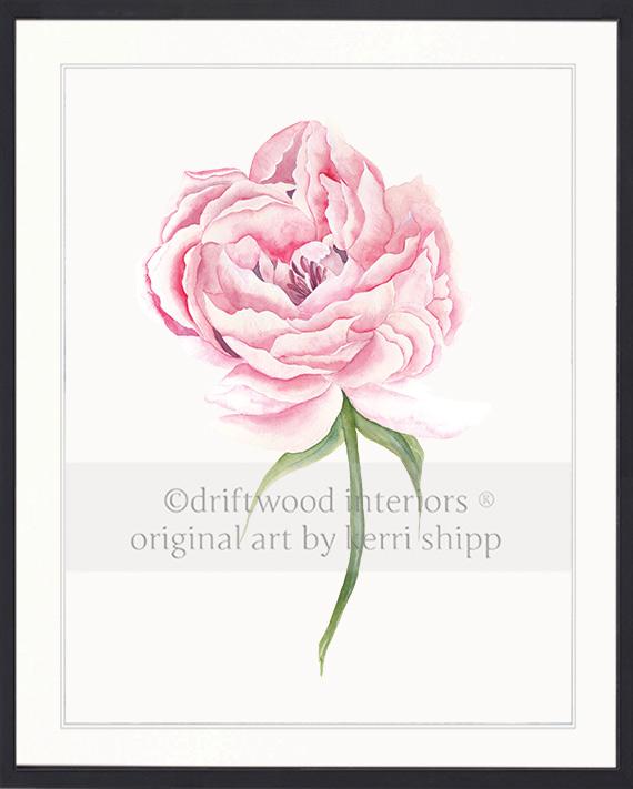 Pink Peony Flower Wall Art Print in Black Bamboo Frame - Driftwood Interiors