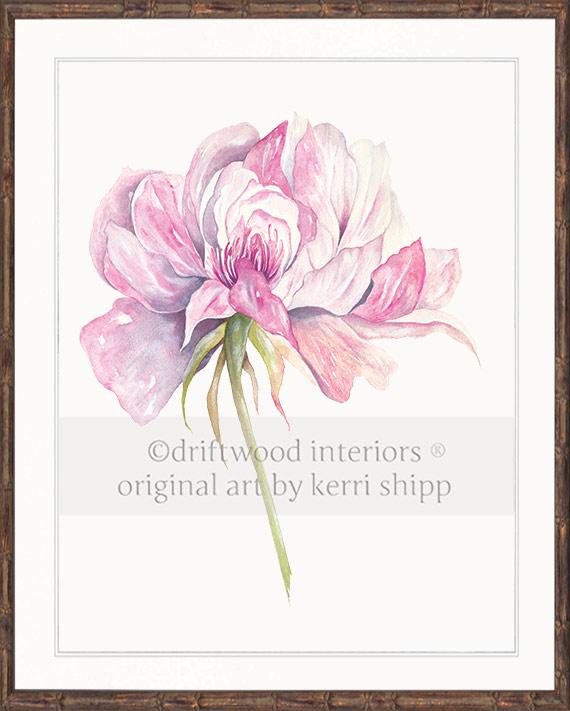 Rose Flower Print - Overblown Rose I