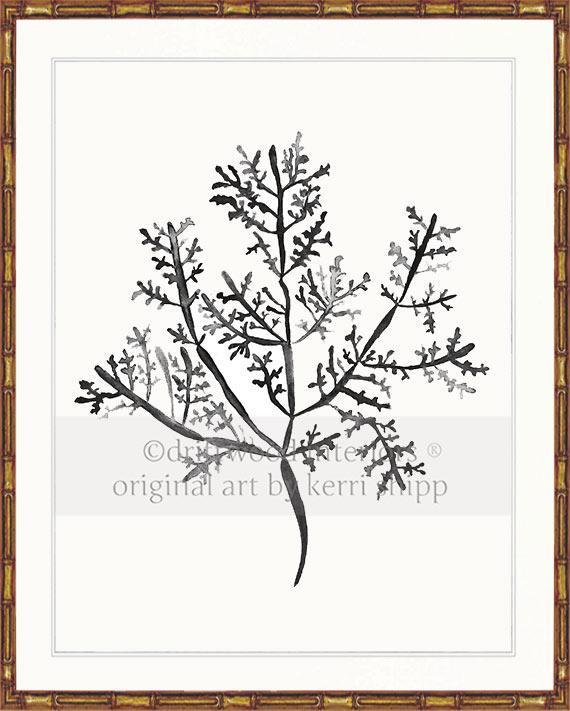 Sea Fern III in Charcoal - Driftwood Interiors