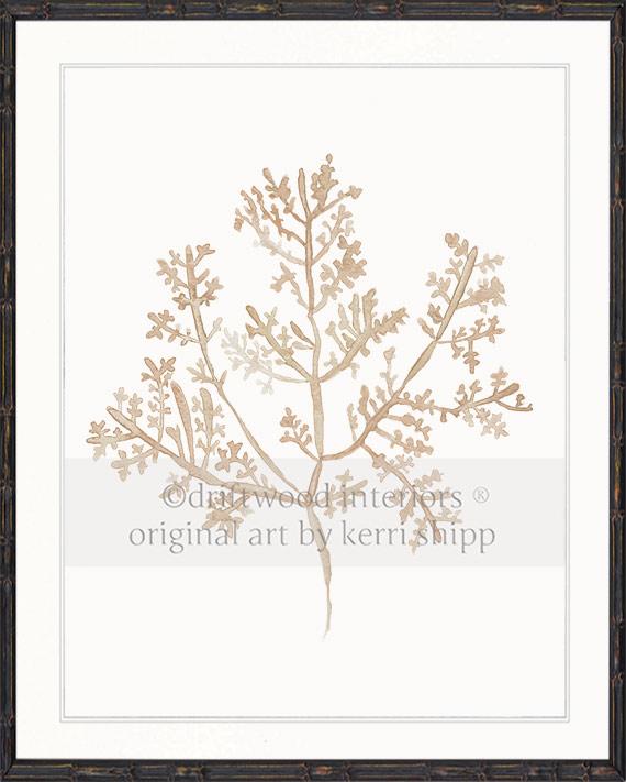 Sea Fern III in Natural