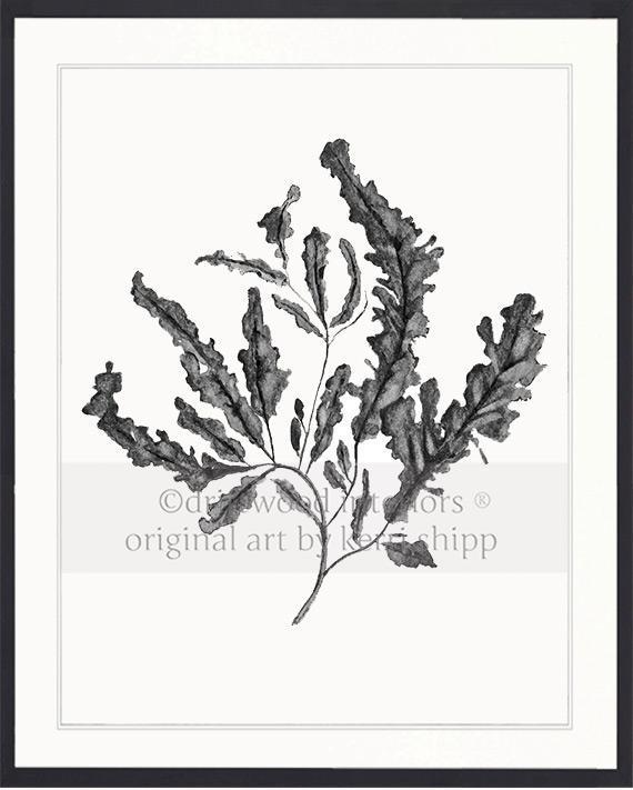 Seaweed in Charcoal - Driftwood Interiors