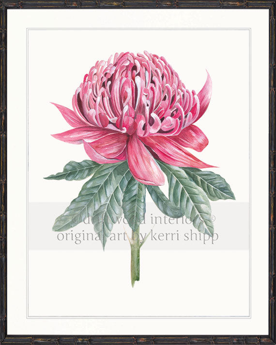 Waratah I - Floral Wall Art Print