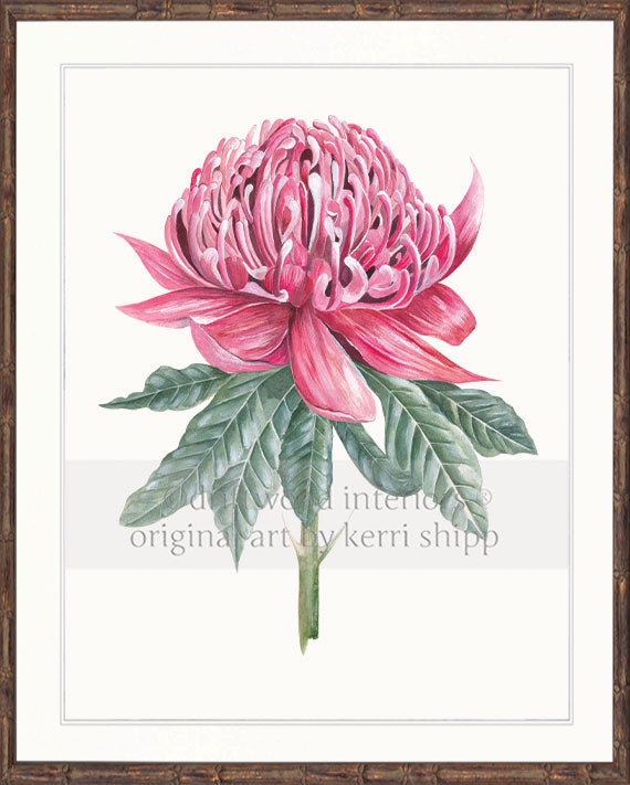 Waratah I - Floral Wall Art Print