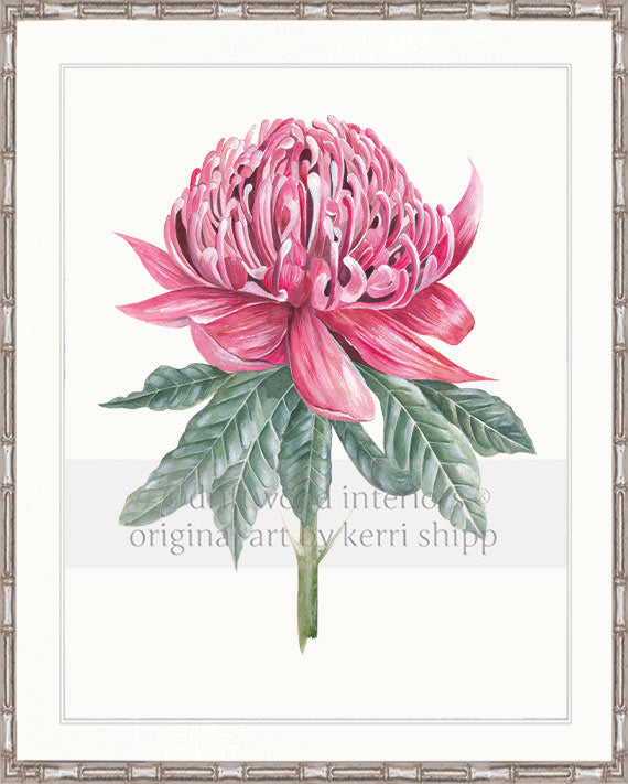 Waratah I - Floral Wall Art Print