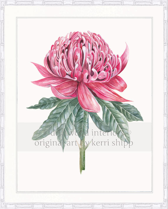 Waratah I - Floral Wall Art Print