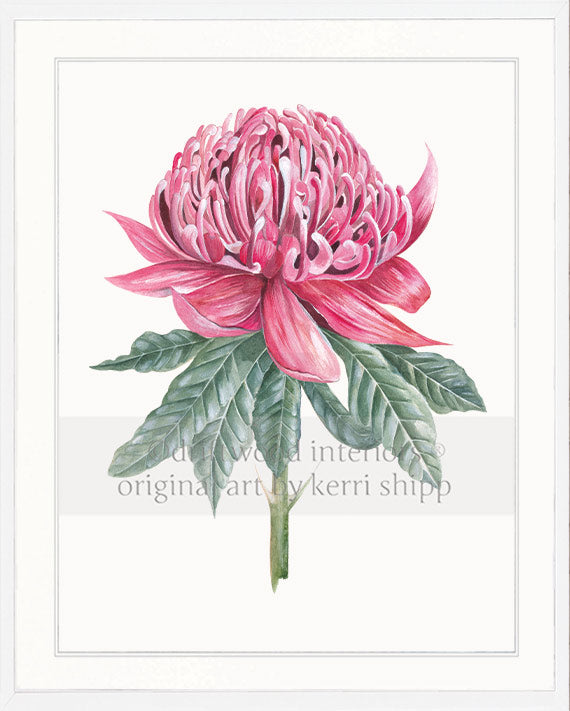 Waratah I - Floral Wall Art Print