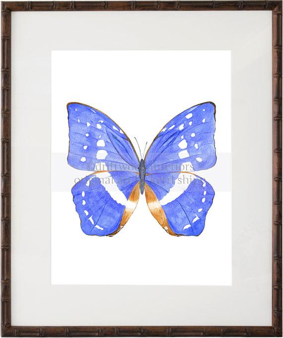 Butterflies &amp; Dragonflies