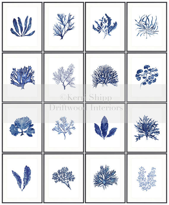 Corals & Seaweeds in Denim Blue