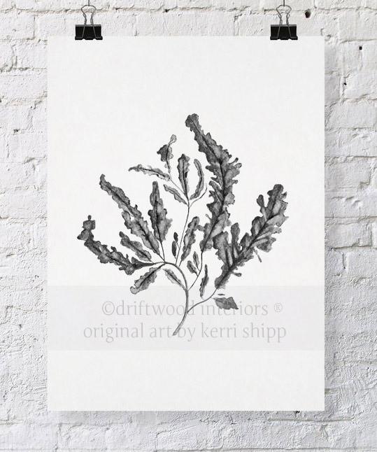 Seaweed in Charcoal - Driftwood Interiors