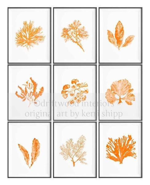 Seaweed in Tangerine - Driftwood Interiors