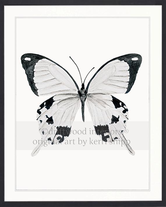 Butterfly in Black and White - &quot;The Monarchist&quot;